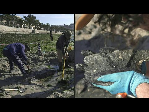 Descubren un tesoro en Chile: fósiles de un reptil marino de 70 millones de años | AFP