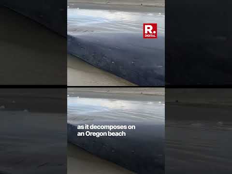 Endangered fin whale decomposes on Oregon beach, a sad, but educational spectacle