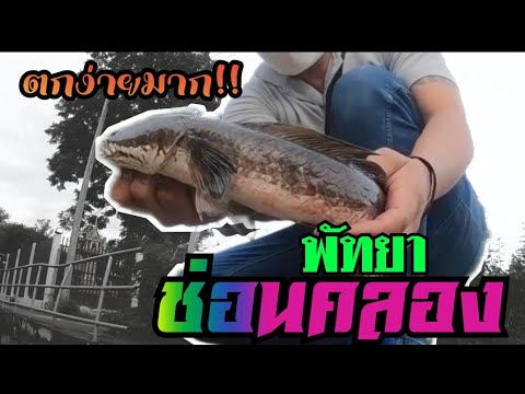 เรียนรู้ความเป็นอยู่ของปลาช่อน เรียนรู้ความเป็นอยู่ของปลาช่อน