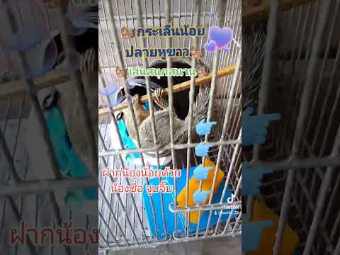 กระแตสัตว์เลี้ยง