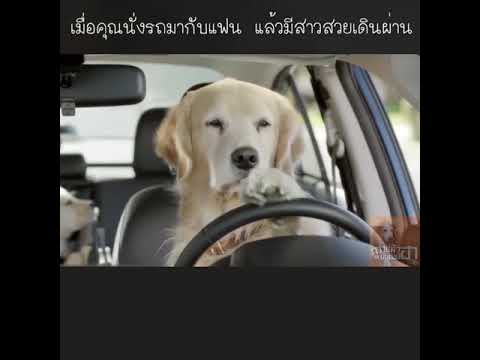 มึงมองอะไร-กูว่าแล้วมันต้องฮา มึงมองอะไร-กูว่าแล้วมันต้องฮา