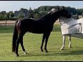 Dressuurpaard Knappe en superlieve STER-merrie van Glamourdale