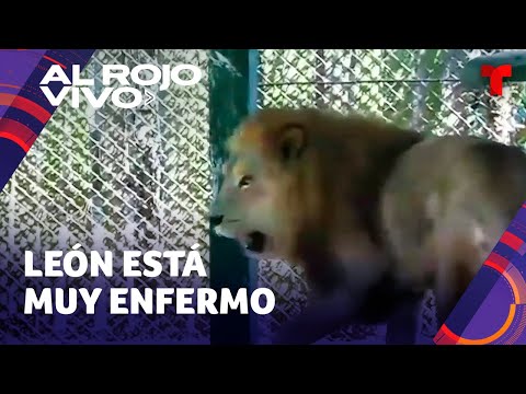 Un león en Guatemala recibirá la eutanasia y genera gran controversia