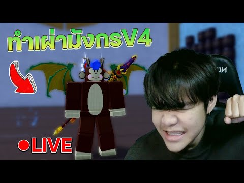 🔴LIVEBloxFruits:ทำเผ่ามัง