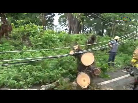 Árbol cae en tramo carretero Castillo-Nagua, derriba tendido eléctrico