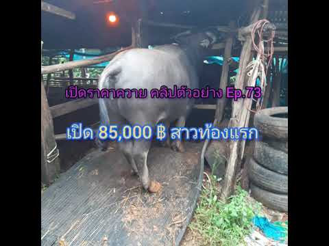 เปิดราคาควาย-คลิปตัวอย่าง-Ep.7 เปิดราคาควาย-คลิปตัวอย่าง-Ep.7