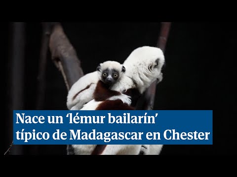 Nace un 'lémur bailarín' típico de Madagascar en el zoo de Chester