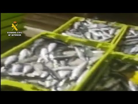Incautados 655 kilos de sardina en el puerto de Malpica (A Coruña)