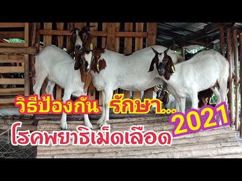 วิธีป้องกันและรักษาโรคพยาธิเม็ วิธีป้องกันและรักษาโรคพยาธิเม็