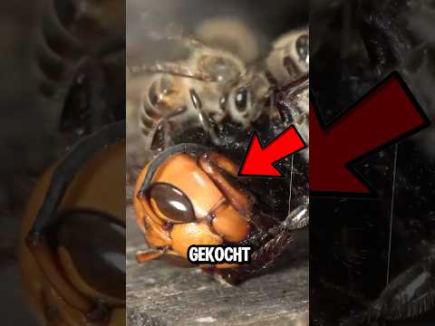 Die Bienen haben sich gegen die Hornisse verteidigt 🤯🥵