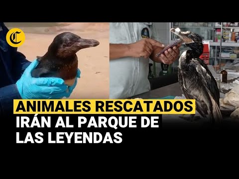 Derrame de petróleo: SERFOR informa estado de los animales rescatados
