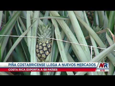 Piña costarricense se abre el mercado en un nuevo país