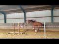 Cheval de CSO Te koop 2 jarig springpaard (Hernandez TN x Silverstone VDL)