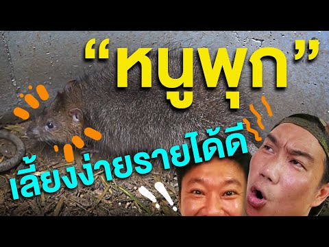 EP.1-หนูพุกเลี้ยงง่ายรายได้ดี- EP.1-หนูพุกเลี้ยงง่ายรายได้ดี-