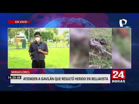 Bellavista: Gavilán herido recibe atención médica