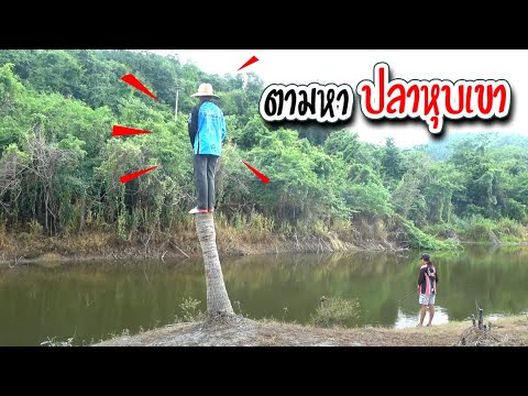 ตามหา-ปลาหุบเขา-ก่อนกลับบ้าน-| ตามหา-ปลาหุบเขา-ก่อนกลับบ้าน-|