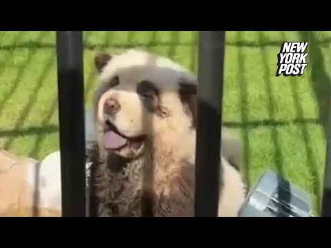 Chinese zoo admits its ‘pandas’ are just painted dogs