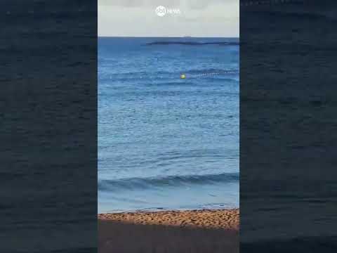 Tubarão é avistado a poucos metros da areia em praia da Espanha