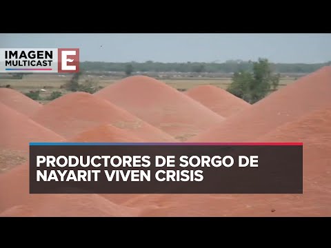 Productores de sorgo de Nayarit viven crisis que podría llevarlos a la quiebra