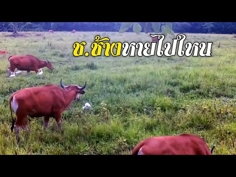 อ่างฤาไนไม่เคยเหงา-ถึงเขาจะไม่ อ่างฤาไนไม่เคยเหงา-ถึงเขาจะไม่