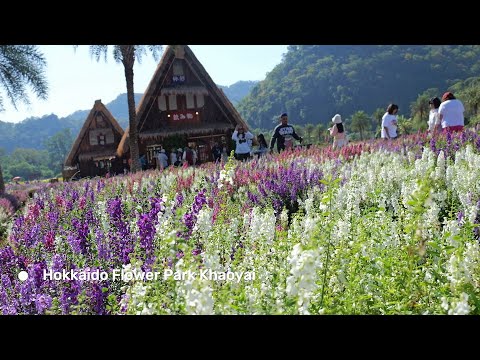 กะบือ ฮอกไกโดฟลาวเวอร์พาร์คHokkaidoFlowerParkKhaoyaiสวนดอกไม้คาเฟ่