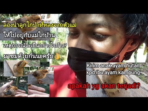 จะฝากลูกไก่ป่าที่หลงจากตัวแม่ใ จะฝากลูกไก่ป่าที่หลงจากตัวแม่ใ