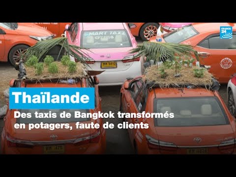 Thaïlande : des taxis de Bangkok transformés en potagers, faute de clients • FRANCE 24