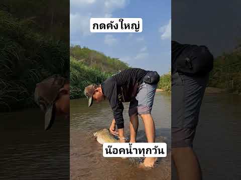 กดคังใหญ่ตายน๊อคน้ำหลายตัว