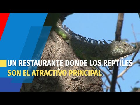 Un restaurante donde las iguanas y los garrobos son los reyes, pero no en el menú
