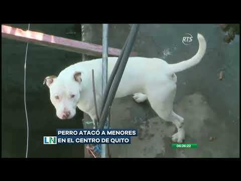 Perro atacó a menores en el centro de Quito