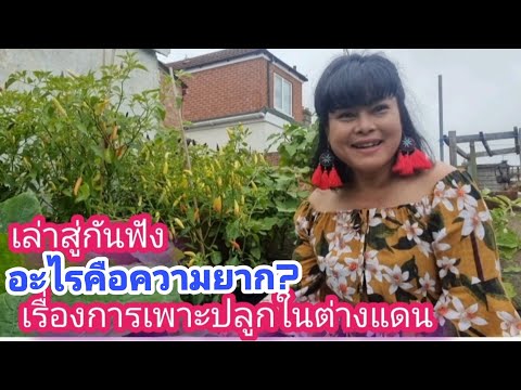 อะไรคือความยาก-เรื่องการเพาะปล อะไรคือความยาก-เรื่องการเพาะปล