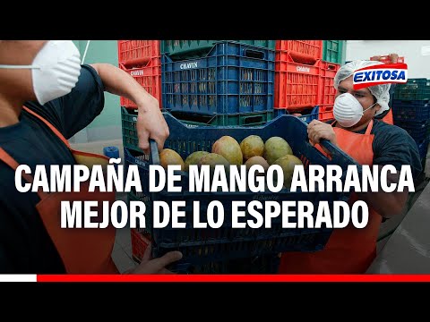 Fernando Cillóniz: Ya hemos exportado más de 3 mil toneladas de mangos frescos
