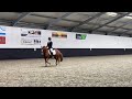 Allround-pony Gouden 10-jarige Z-pony