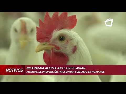 Nicaragua en alerta ante gripe aviar