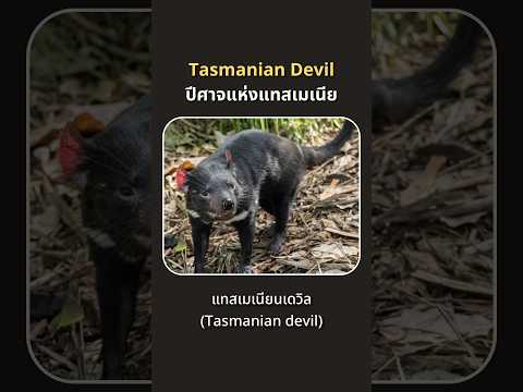 แทสเมเนียนเดวิล(Tasmaniandev