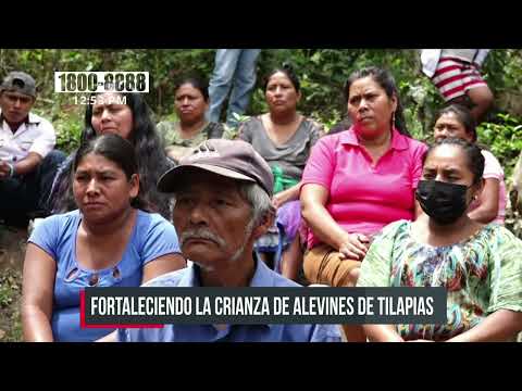 «Crianza de Alevines de Tilapia» Emprendimiento rentable en Madriz - Nicaragua