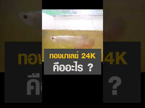 ทองมาเลย์24Kคืออะไรปลามังกรห