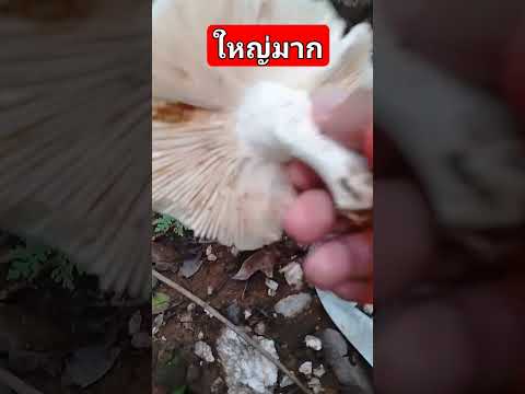 สะออนดอกใหญ่คักภัตตาคารบ้านนา