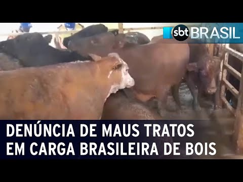 Denúncia de maus tratos em carga brasileira de bois gera repercussão mundial | SBT Brasil (22/02/24)