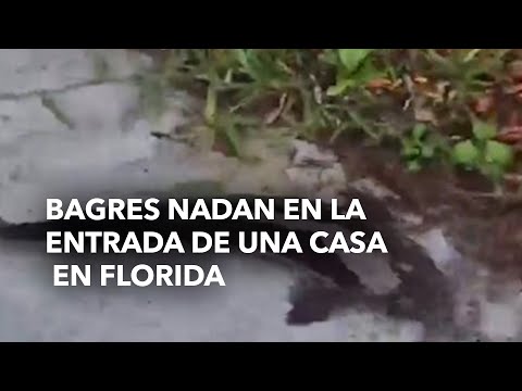 Bagres nadan en la entrada de una casa en Florida