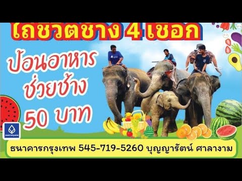 ป้อนอาหารออนไลน์ช่วยช้างตกงาน