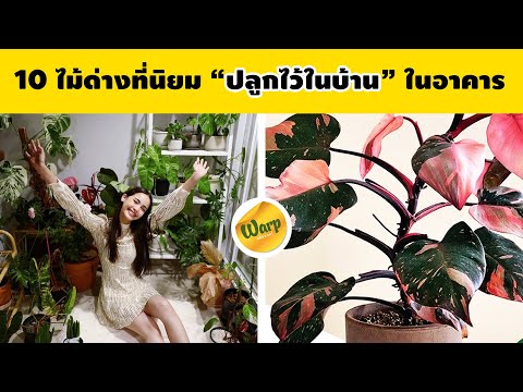 10-ไม้ด่างที่นิยมปลูกในบ้าน-ไม 10-ไม้ด่างที่นิยมปลูกในบ้าน-ไม