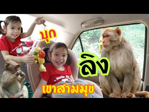 บราวนี่น้อย-|-ให้อาหารลิงเขาสา บราวนี่น้อย-|-ให้อาหารลิงเขาสา