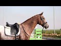 حصان الفروسية Opvallend getalenteerd dressuurpaard