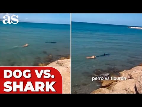 Heroic DOG leaps into water to confront SHARK near shore