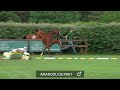 Show jumping horse Amandou de Piret  Emerald van't ruytershof x Querlybet