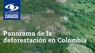 Doloroso panorama de la deforestación en Colombia: ¿quién tiene la culpa