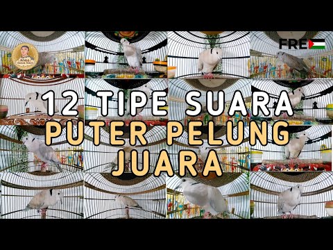 12 Macam Tipe Suara Puter Pelung Manakah Yang Paling Bagus Menurut Anda Lur ❓