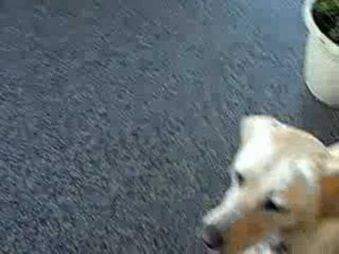 Video: Ar norėtum tokio šuns? - Beabejo. :)