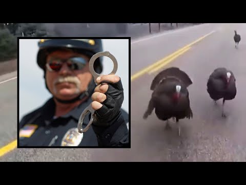 Turkeys Give Police Officers a Run for Their Money